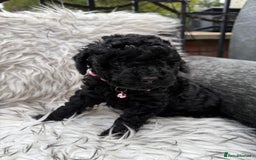 Cockapoo dogs for sale: SMALL COCKAPOO BABYS - Image 14