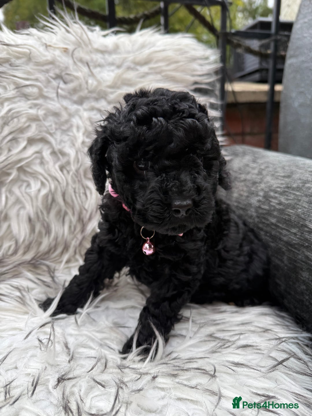 Cockapoo dogs for sale: SMALL COCKAPOO BABYS - Image 14