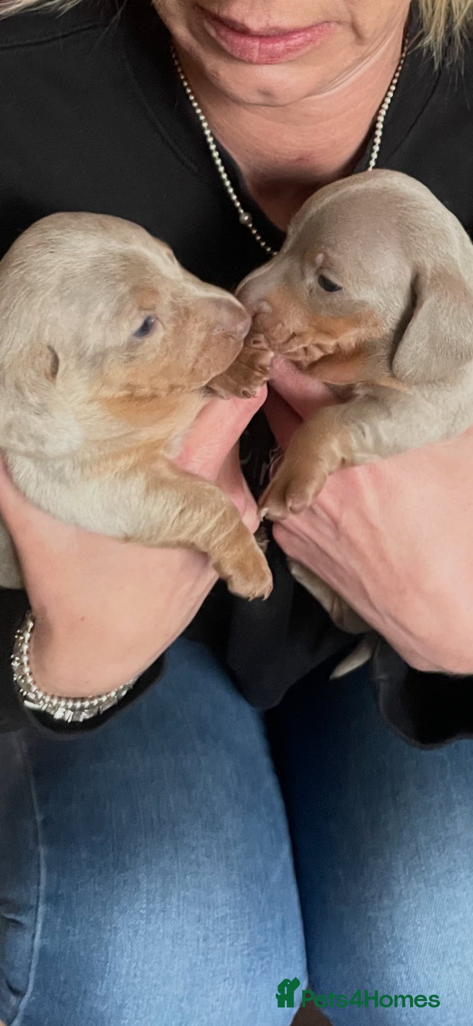 Miniature Dachshund dogs Tiny little dachshund x2 - Advert 4