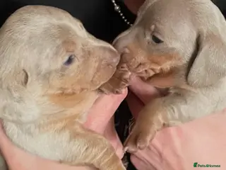 Miniature Dachshund dogs Tiny little dachshund x2 - Advert 1