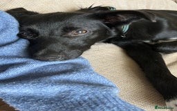 Mixed Breed dogs for adoption: 💙🐶 CORNISHON 🐶💙 - Image 16