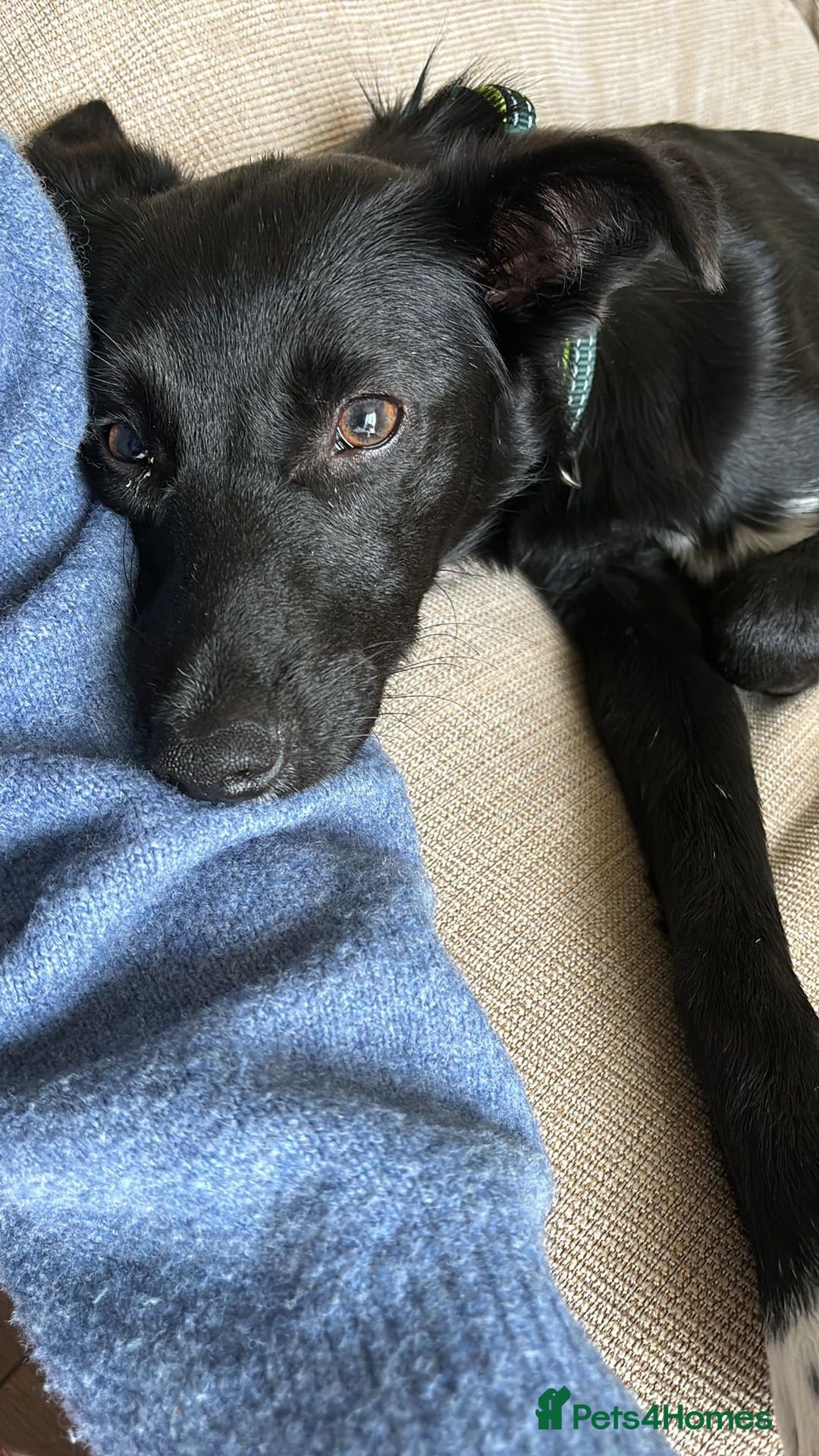 Mixed Breed dogs for adoption: 💙🐶 CORNISHON 🐶💙 - Image 16