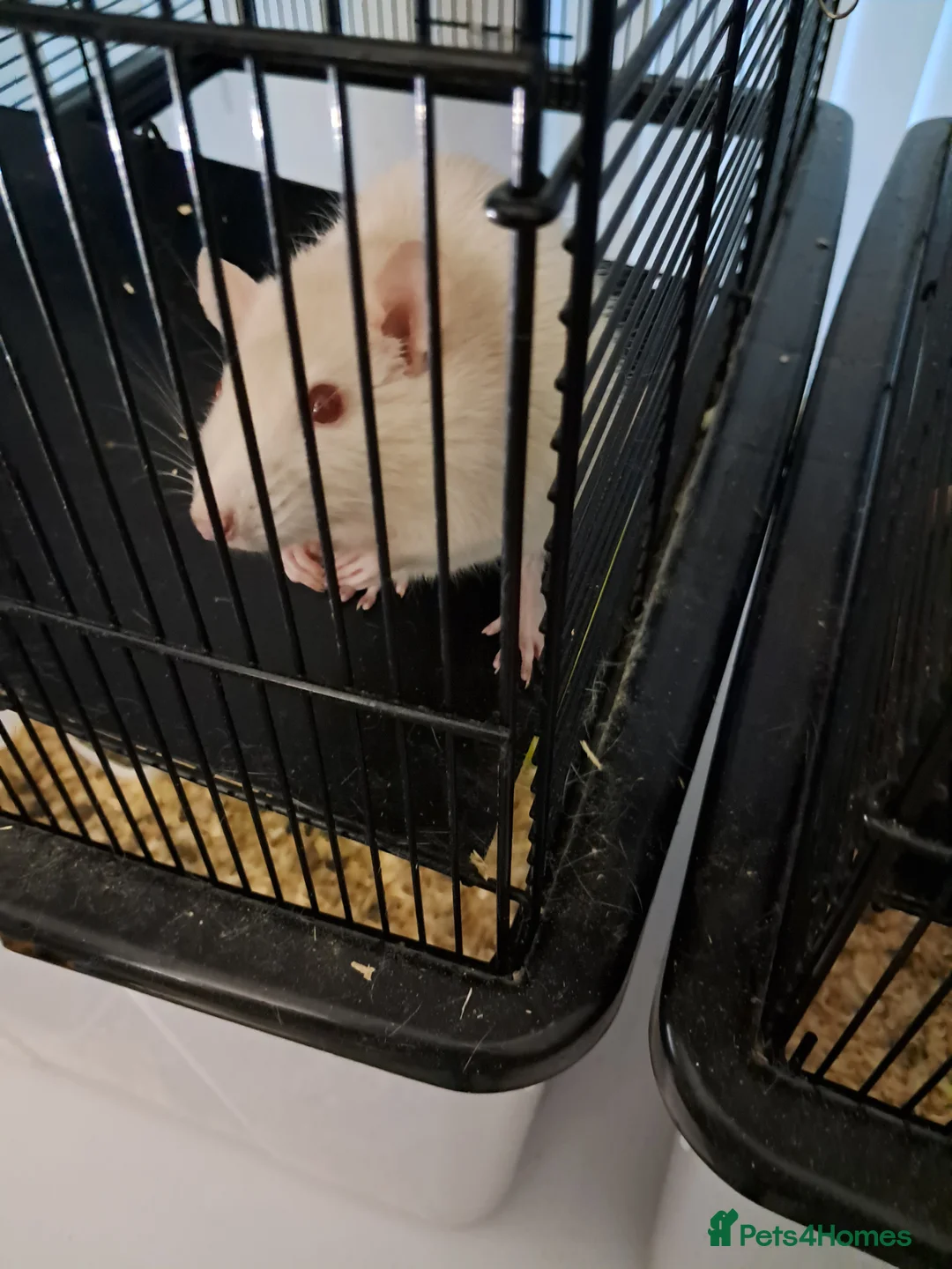 Rat rodents for sale: Female fancy rat with cage and accessories - Advert 1