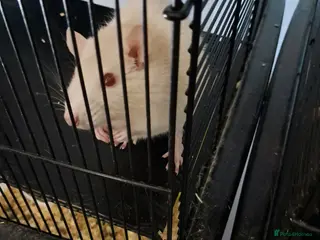 Rat rodents Female fancy rat with cage and accessories - Advert 1