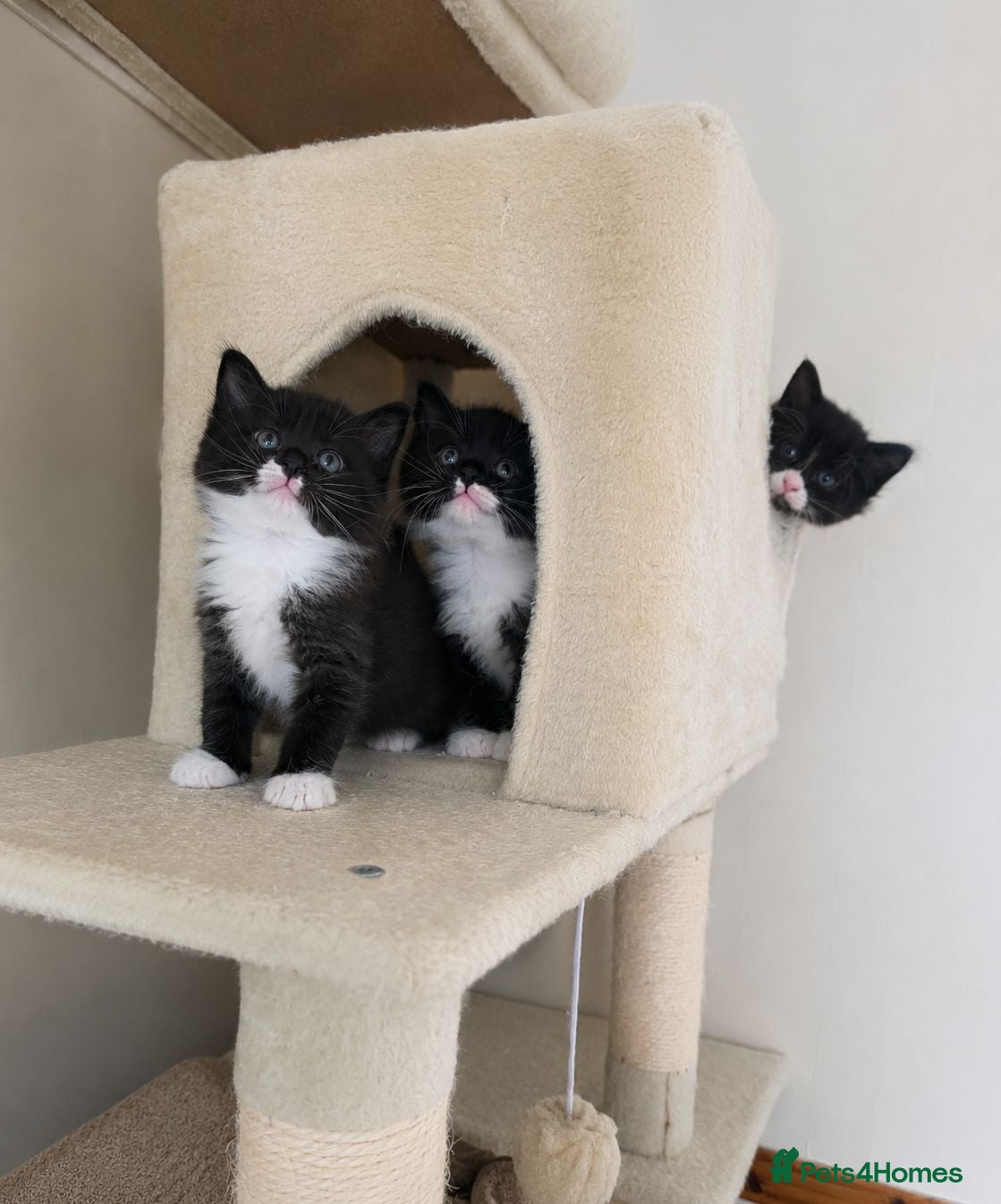 Mixed Breed cats 3 Beautiful Ragdoll Cross Male Kittens - Advert 6