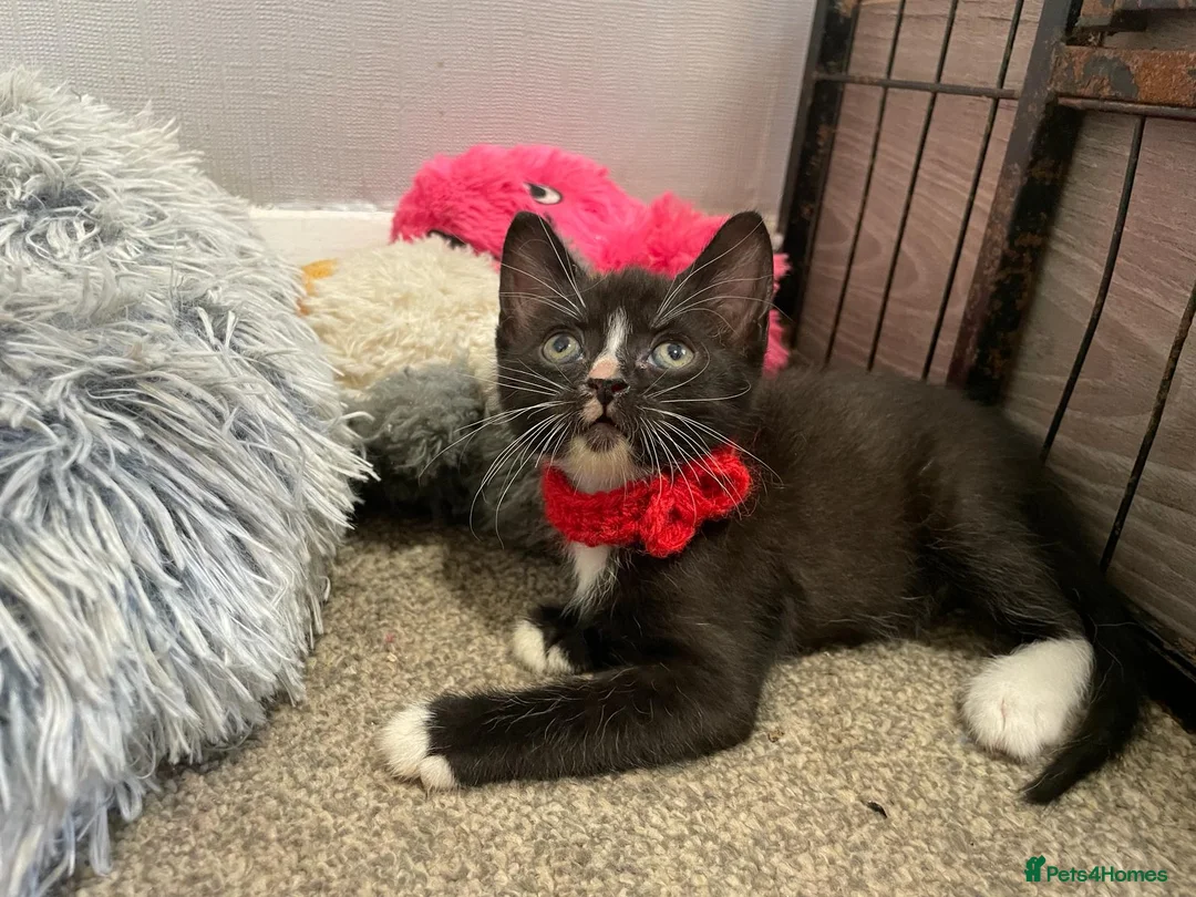 Sphynx cats for sale: LAST FEMALE fluffy half Sphynx kitten - Ready Now  - Advert 1