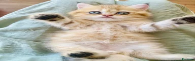 British Shorthair 1
