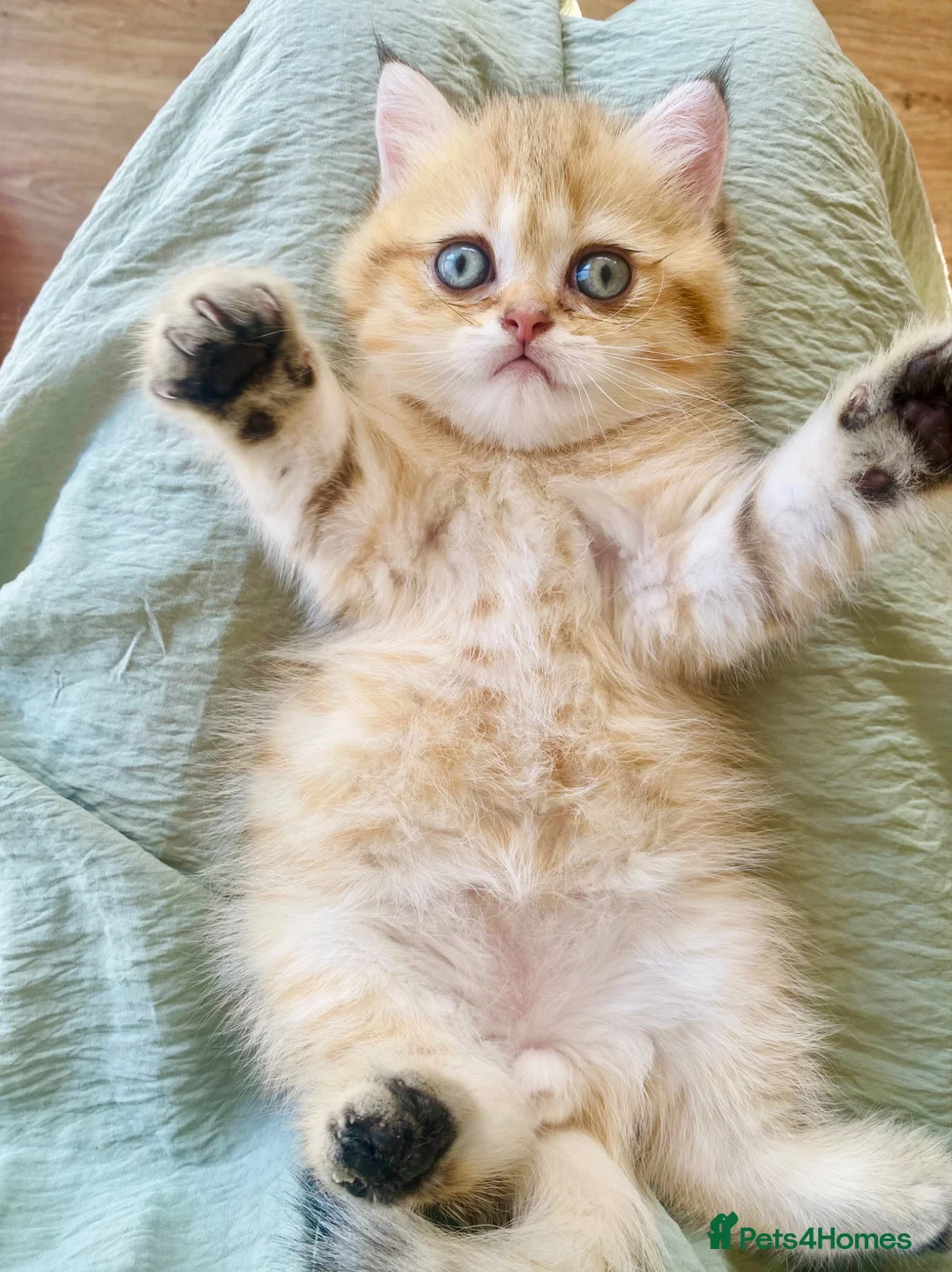 British Shorthair cats for sale: British Shorthair chocolate golden. - Advert 2