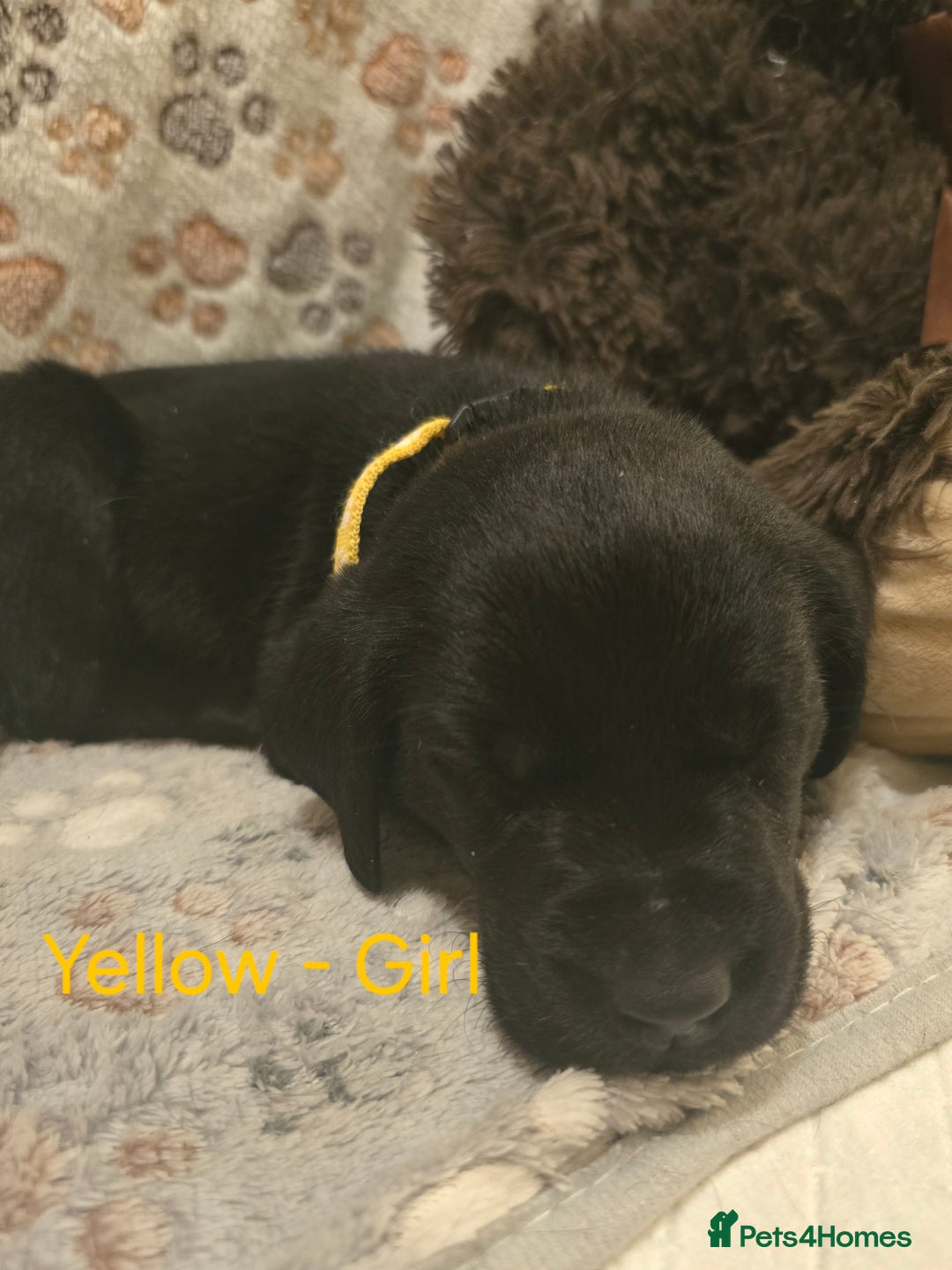 Labrador Retriever dogs for sale: Yellow and Black Labrador Puppies - Advert 13