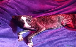 Whippet dogs for sale: Top Class Whippet Puppies bred from Champions - Image 19