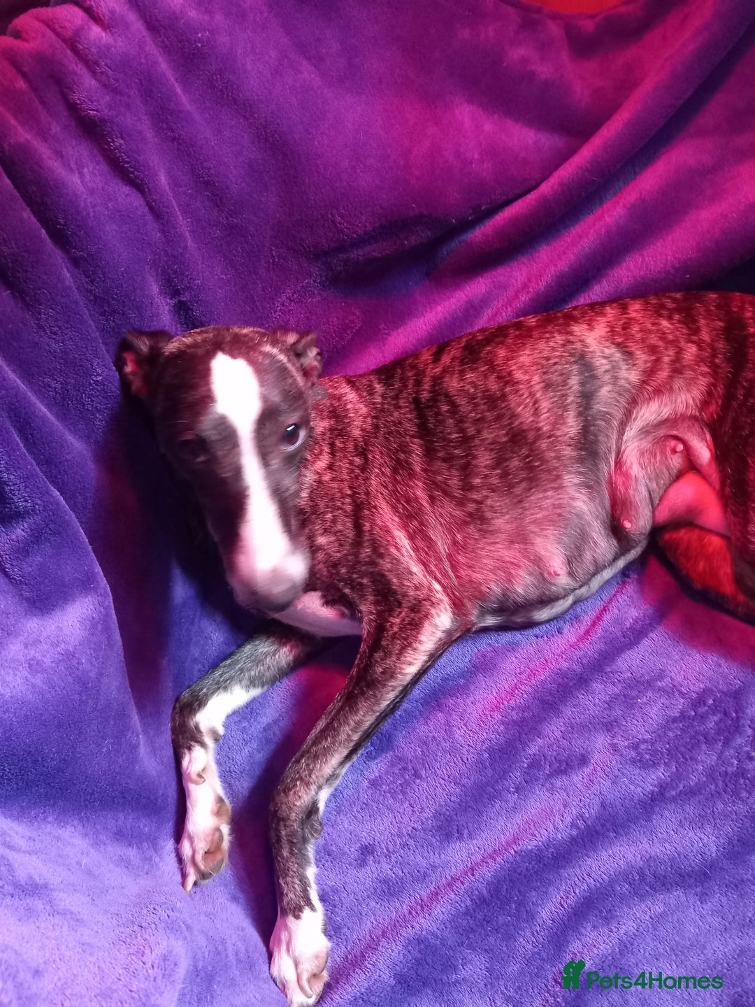 Whippet dogs for sale: Top Class Whippet Puppies bred from Champions - Image 19