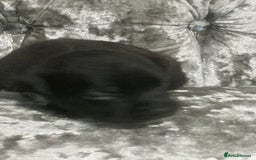 Staffordshire Bull Terrier dogs for sale: Staffordshire bull terrier puppies - Image 9