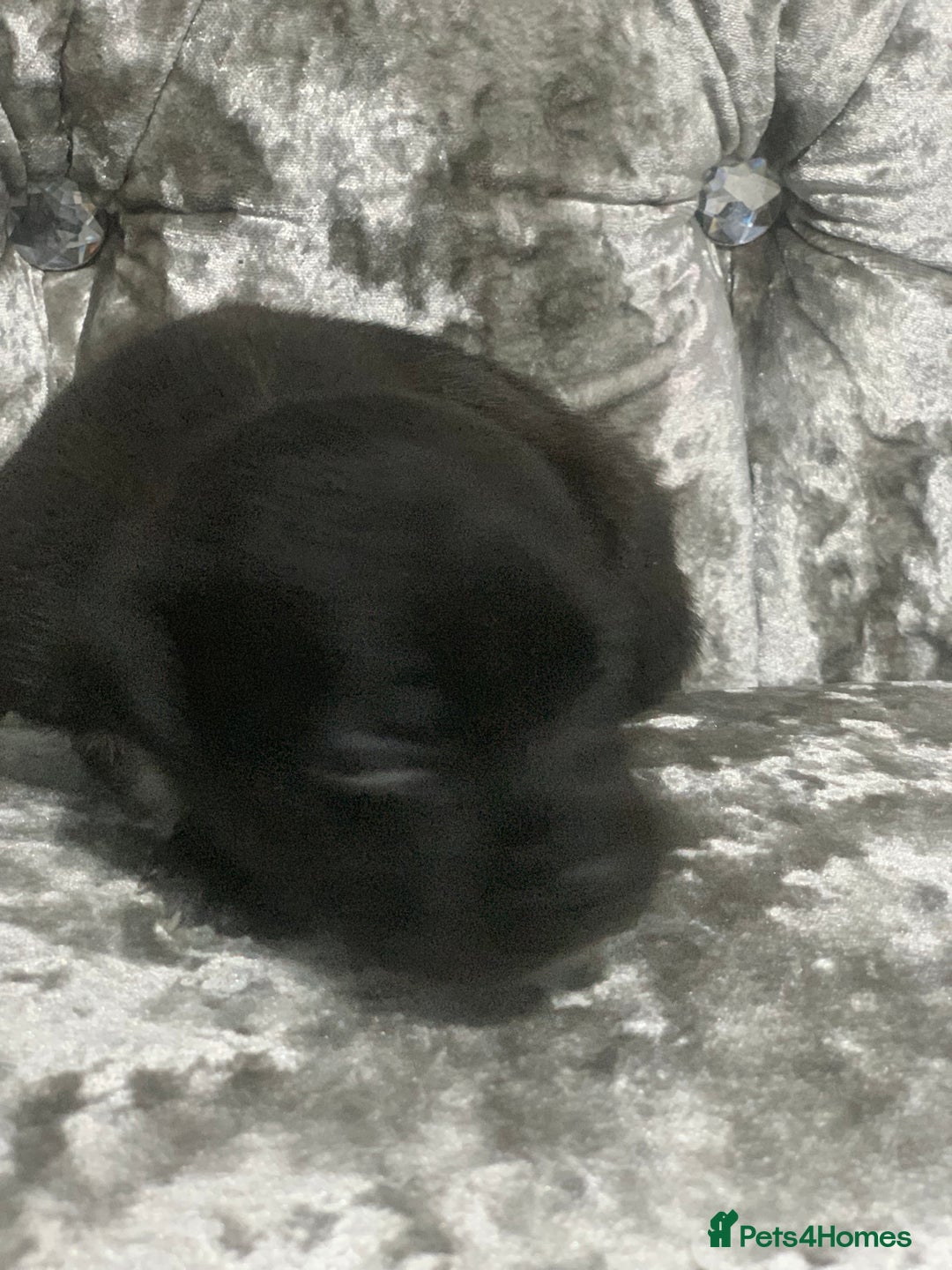 Staffordshire Bull Terrier dogs for sale: Staffordshire bull terrier puppies - Image 9