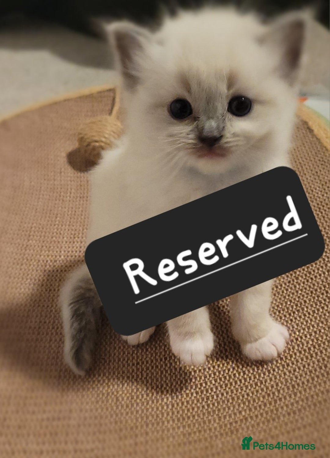 Ragdoll cats for sale: Ragdoll kittens - Advert 5