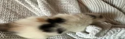 British Shorthair cats for sale: 3 Gorgeous little ladies  - Advert 13