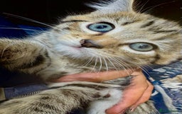 Mixed Breed cats for sale: Gorgeous Part Siberian cross British shorthair  - Image 3