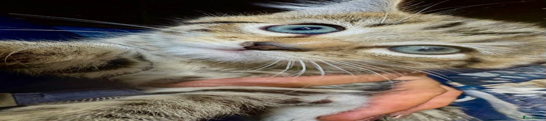 Mixed Breed Kitten 5