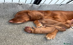 Cocker Spaniel dogs for sale: 🧡Fox Red WCS🧡 - Image 31
