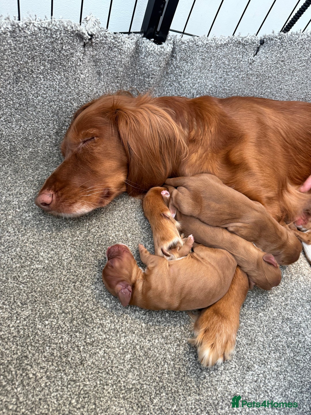 Cocker Spaniel dogs for sale: 🧡Fox Red WCS🧡 - Image 31