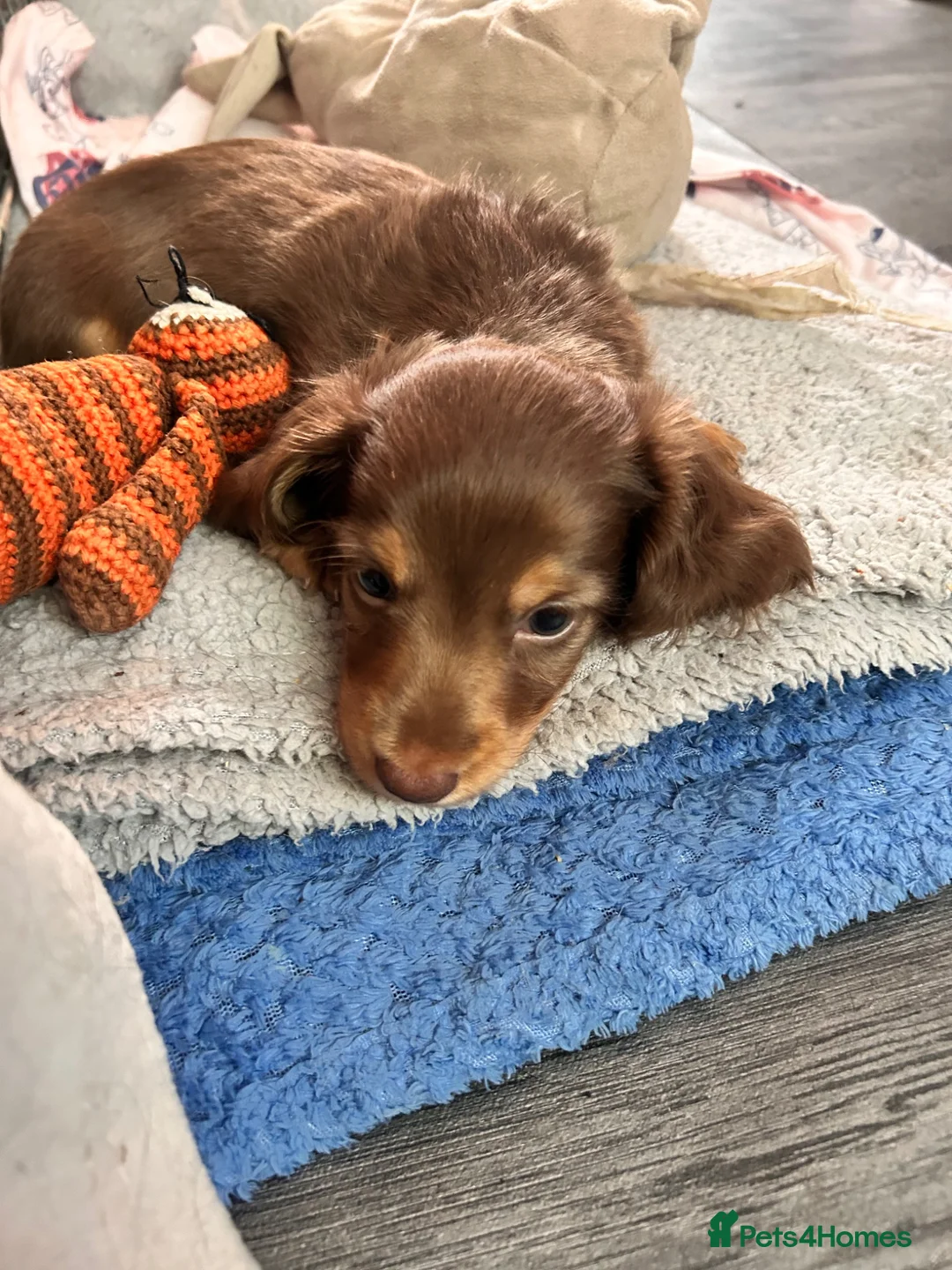 Miniature Dachshund dogs for sale: Stunning long hair Gold brown boy 🩵 in Corby - Advert 2