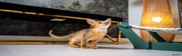 Abyssinian cats for sale: Caspian Boy - elegant, unique champion line🥇 - Advert 24