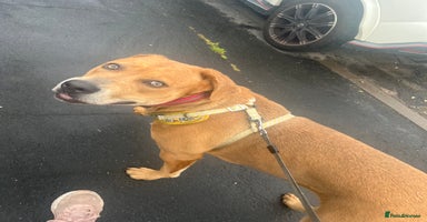 Mixed Breed dogs - Advert 1