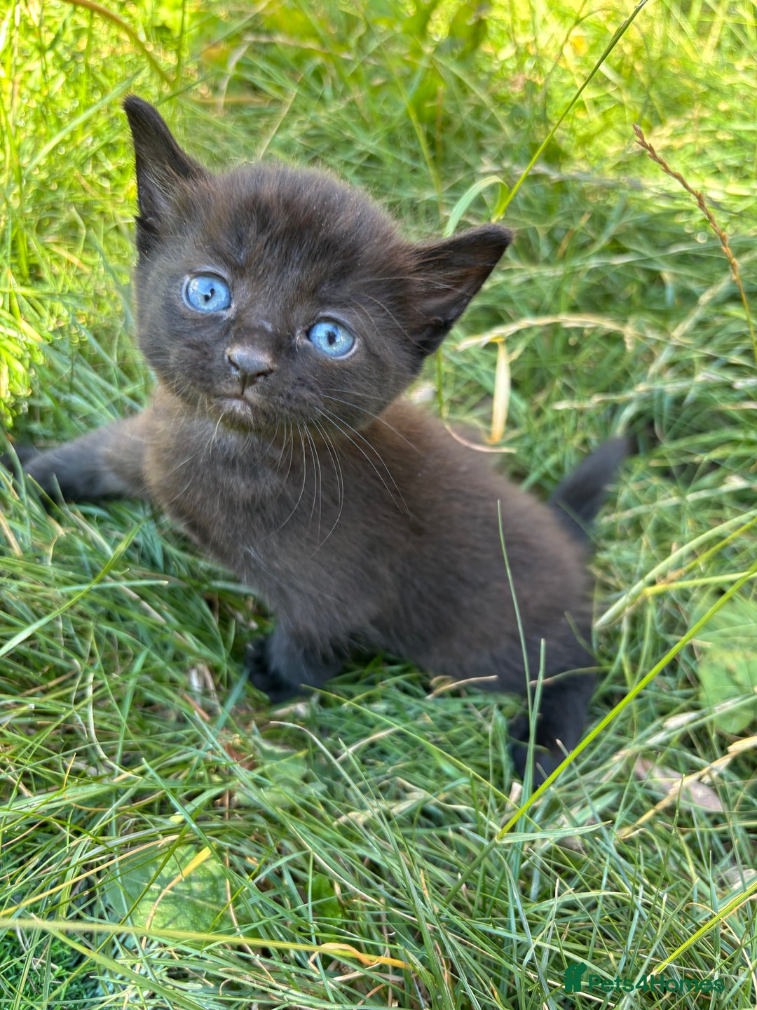 Mixed Breed cats for sale: Lovely kittens  - Image 5