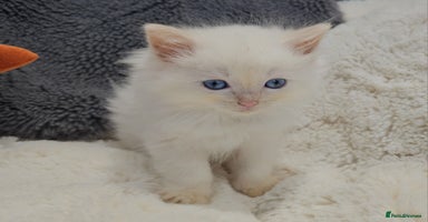 Ragdoll cats - Advert 11