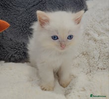 Ragdoll cats - Advert 14