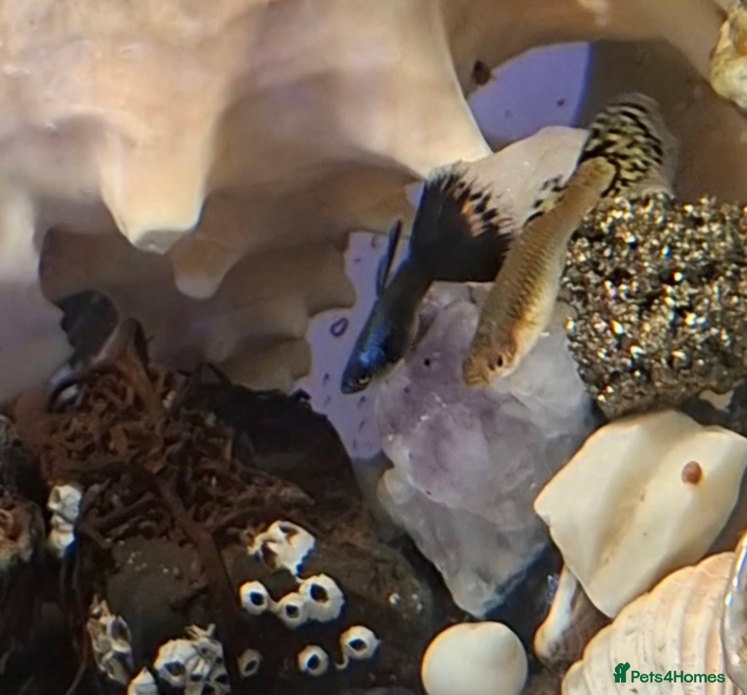 Bettas fish for sale: topaz guppies albino mix - Advert 12