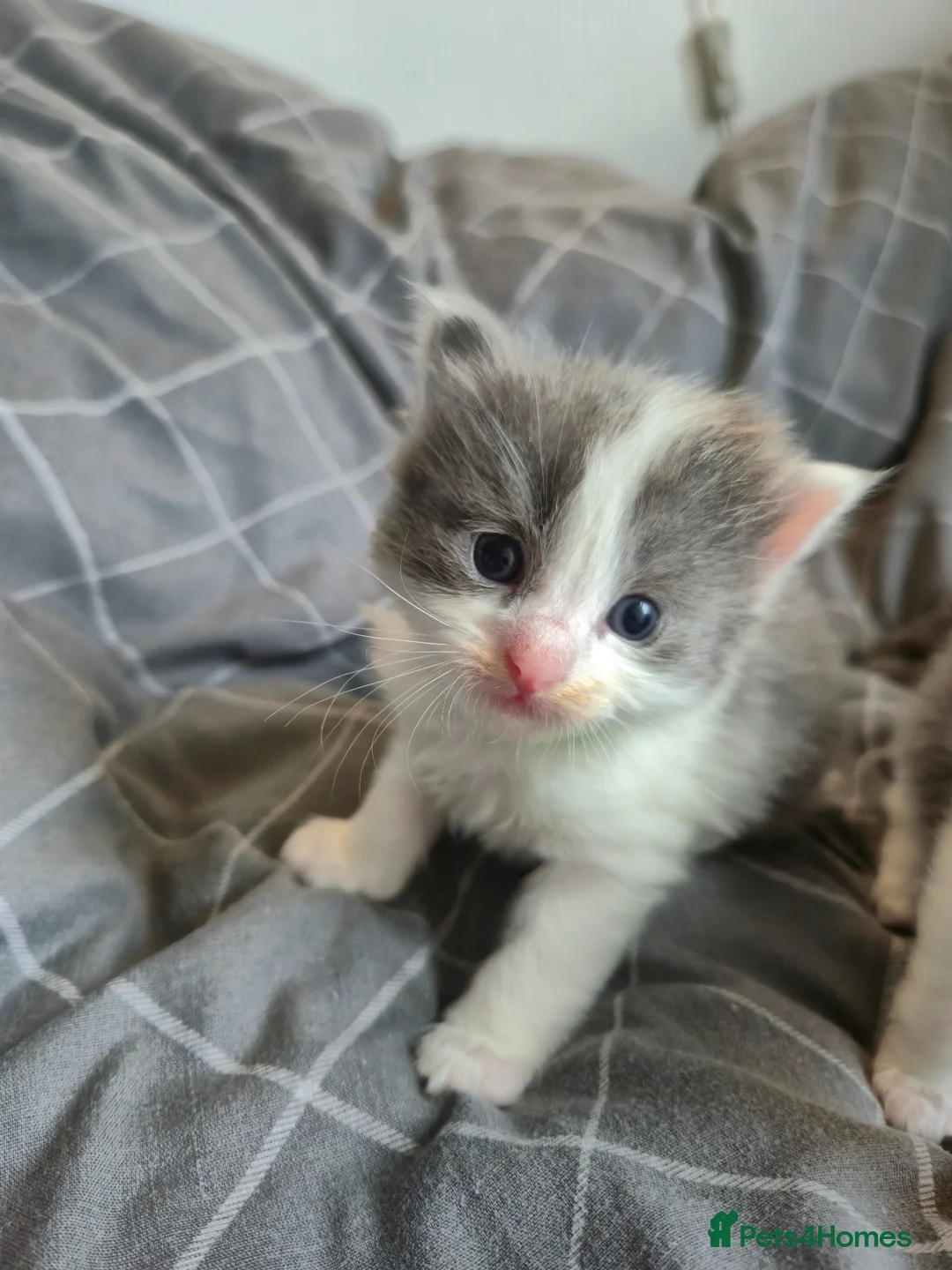 Mixed Breed cats for sale: Ragdoll x  - Advert 10