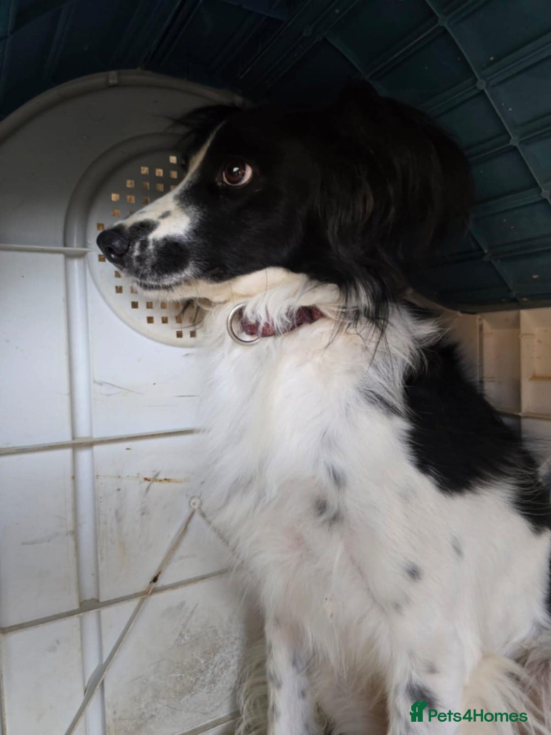 Cocker Spaniel dogs for adoption: Lena! - Image 5