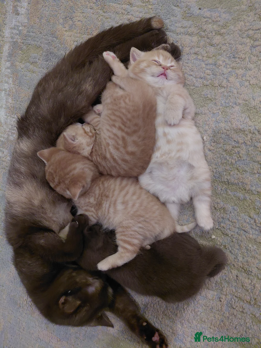 British Shorthair cats for sale: British shorthair kittens - Advert 5