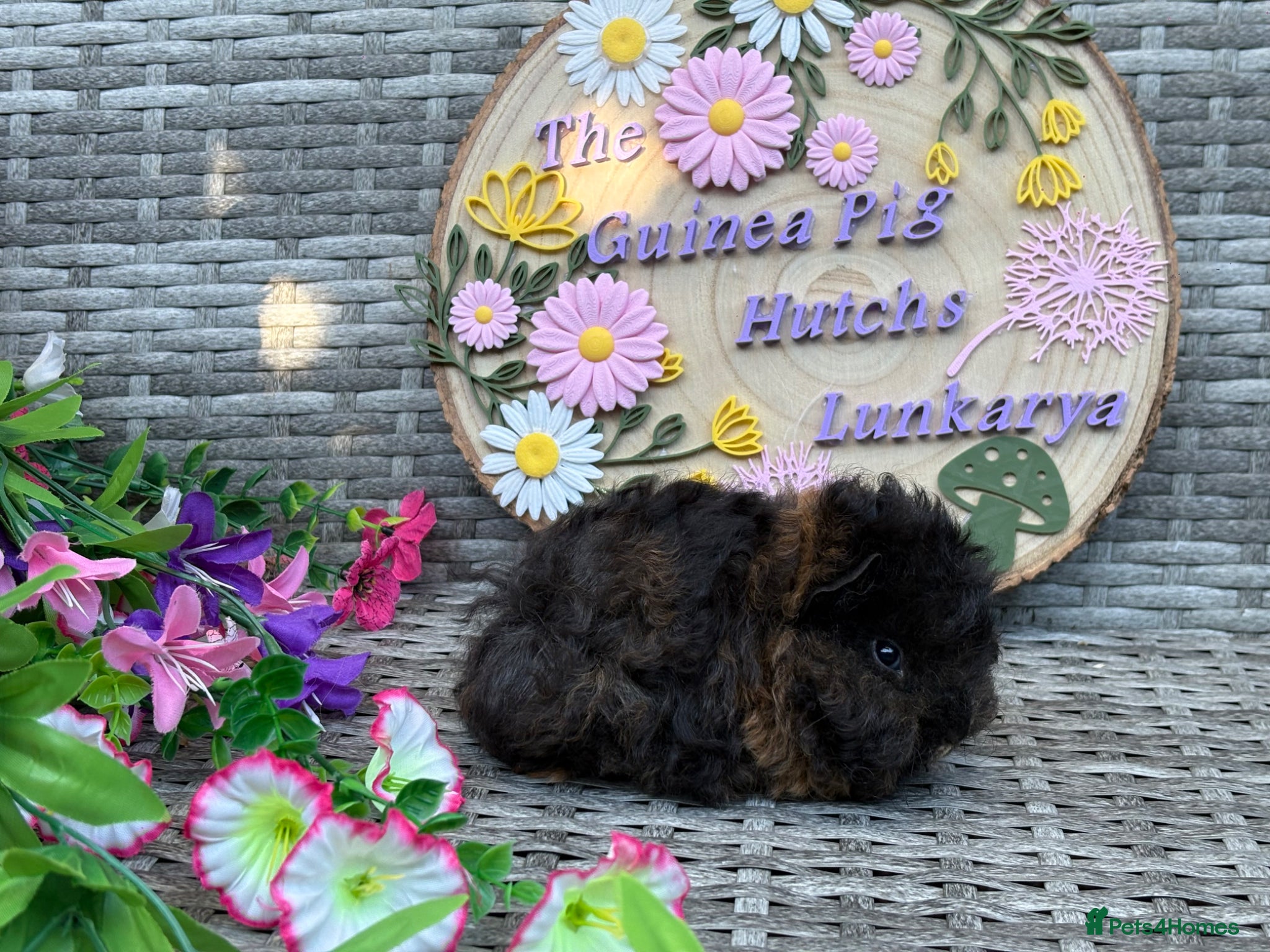 Guinea Pig rodents Pure bred Lunkarya babies  - Advert 2