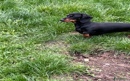 Miniature Dachshund dogs for sale: Black and Tan Miniature Smooth Female - Image 3