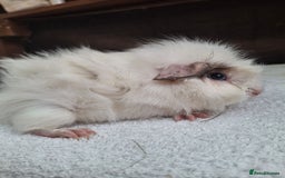 Guinea Pig rodents for sale: Baby Male Guineapigs  - Image 7