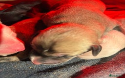 Lurcher dogs for sale: Beautiful lurcher puppies  - Advert 9