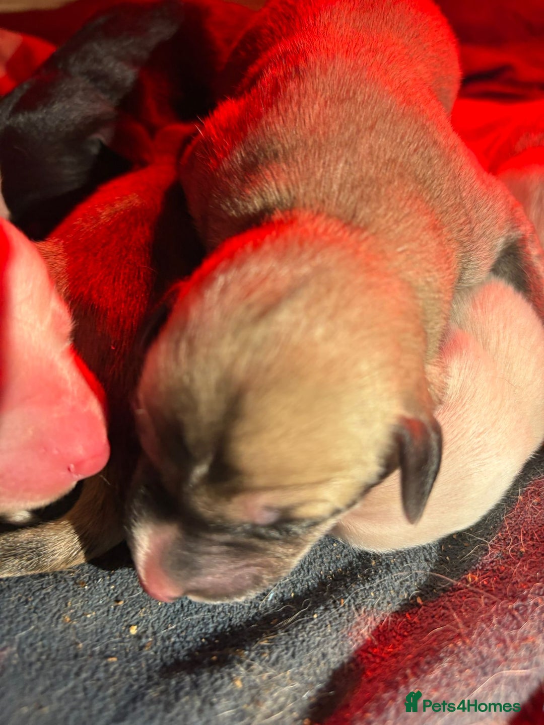 Lurcher dogs for sale: Beautiful lurcher puppies  - Advert 9