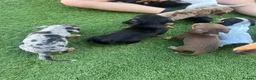 Jackshund dogs for sale: Jackhounds in Weston-super-Mare - Advert 3