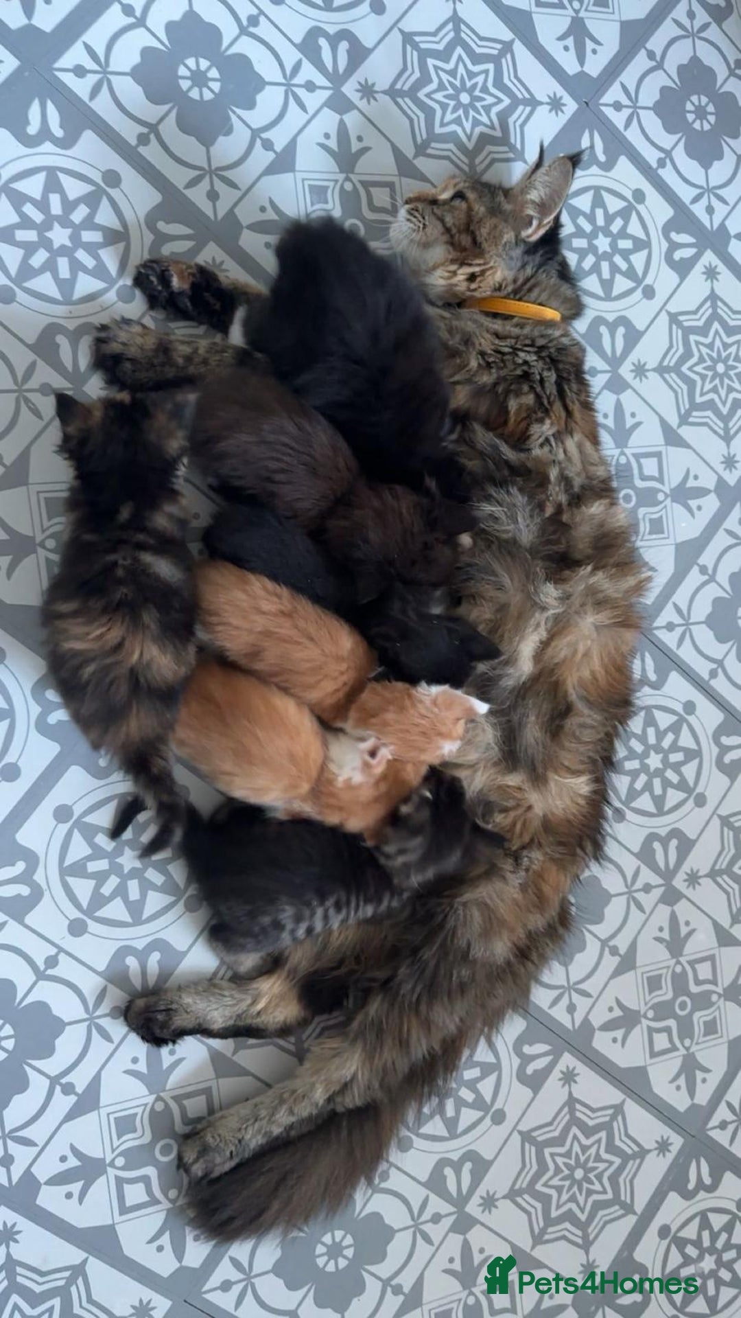 Maine Coon cats for sale: Beautiful Maine Coon cross kittens - Advert 5