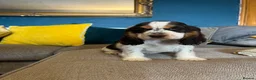 Cocker Spaniel dogs for sale: Show Type Cocker Spaniel Puppies - Advert 10