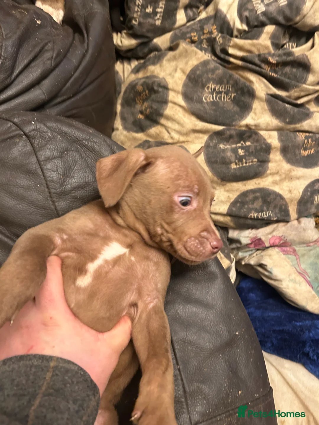 Staffordshire Bull Terrier dogs for sale: Puppies for sale - Advert 24