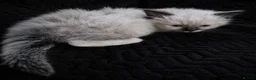 Ragdoll cats for sale: Sweet Ragdoll Kittens Looking for Loving Families  - Advert 23