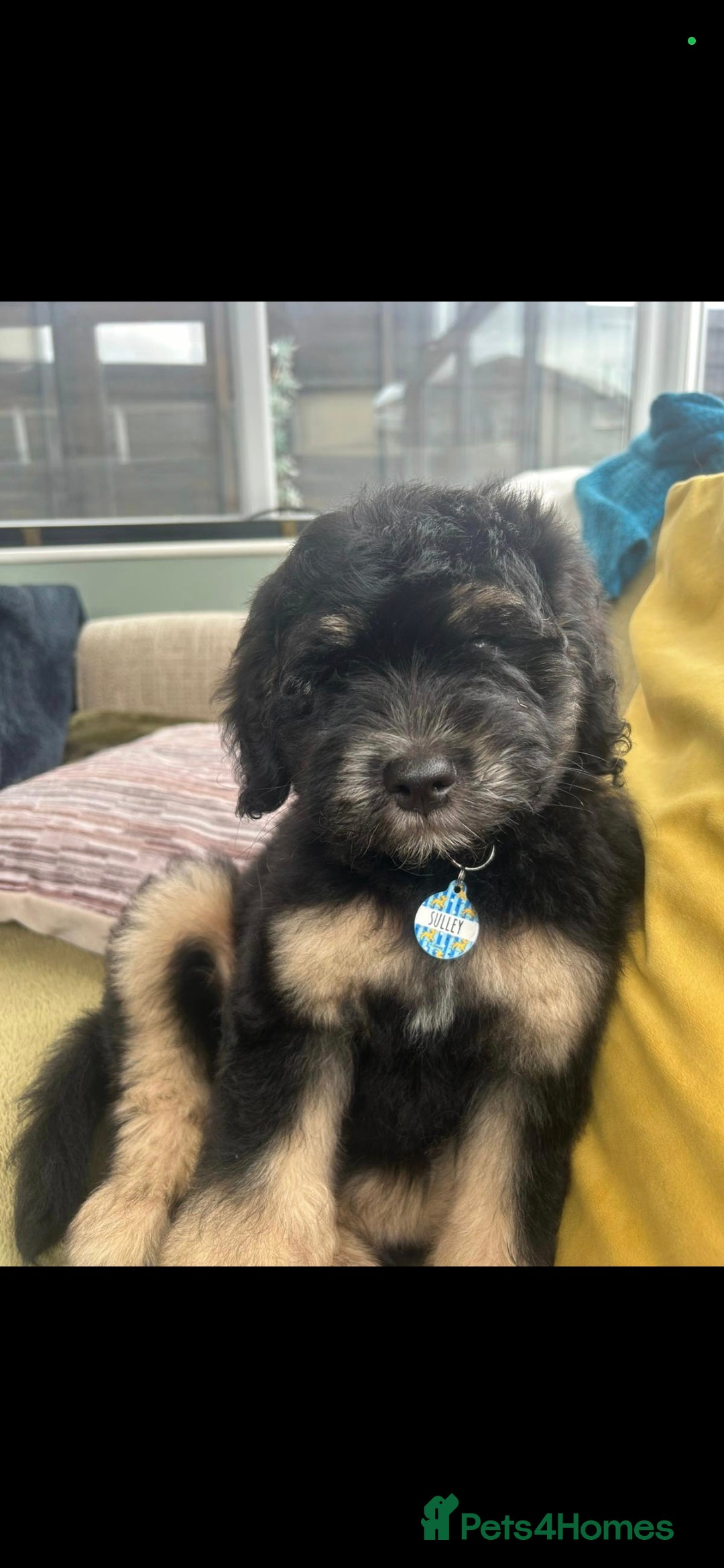 Bernedoodle dogs for stud: Miniature bernedoodle at stud  in Manchester - Image 10