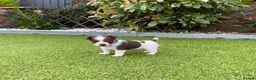 Jack Russell dogs for sale: Gorgeous Miniature Jack Russell Puppies  - Advert 19