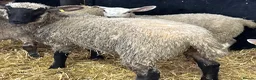 Sheep livestock for sale: Ewe Lambs - Advert 5