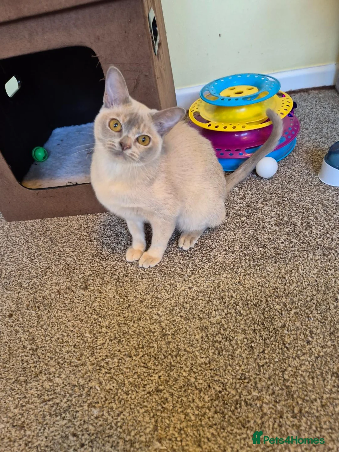 Burmese cats for sale: Beautiful Pedigree Lilac Tortie Burmese Kitten - Advert 14