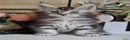 Maine Coon cats for sale: GCCF REGISTERED MAINE COON KITTENS - Advert 22