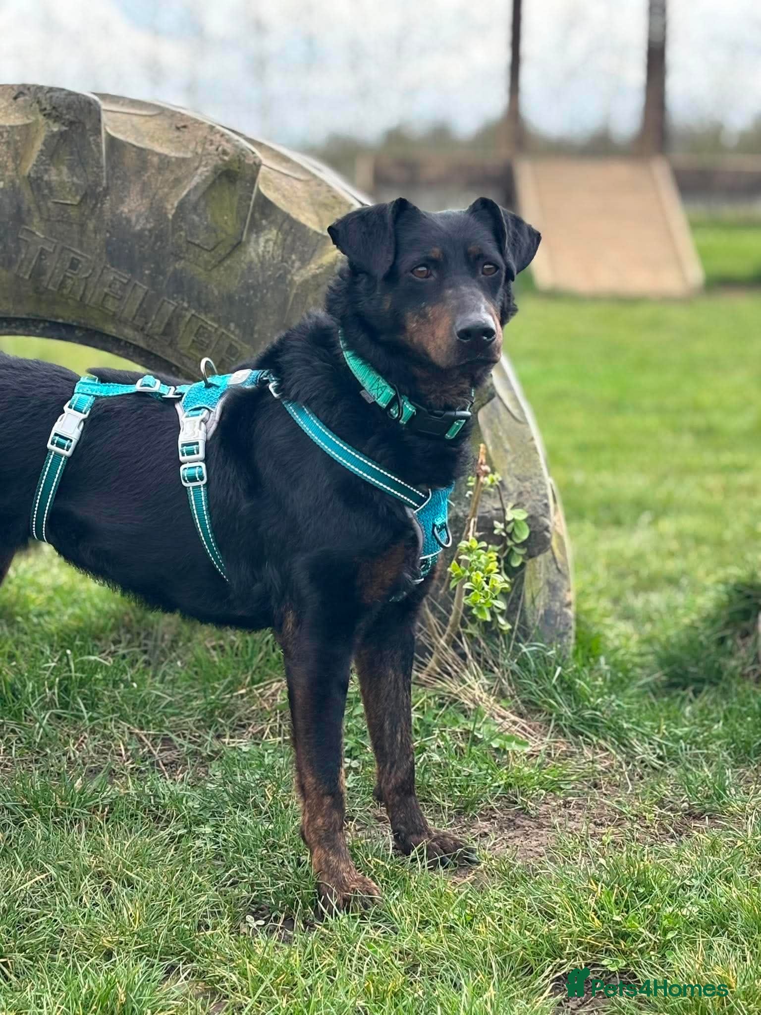 Mixed Breed dogs Cute Cassia - Advert 21