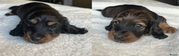 Miniature Dachshund dogs for sale: KC Long Hair Mini Dachshunds  - Advert 19